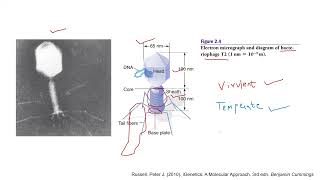 Lecture 1 Introduction to bacteriophages [upl. by Studdard573]