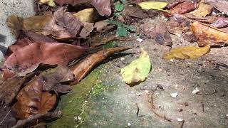 マルバネウラナミシジミ  Petrelaea tombugensis パラオ 20170909 Butterfly of Palau [upl. by Azpurua]