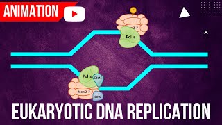 Eukaryotic DNA Replication Animation  Formation of Initiation complex [upl. by Esenaj438]