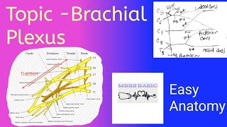 Topic Brachial PlexusAnatomy upper limbMBBS BASIC [upl. by Cheadle473]