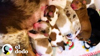 Esta mamá perro salchicha fue rescatada de un molino de cachorros ¡mírala ahora  El Dodo [upl. by Fernandina]