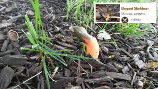 UFO Elegant stinkhorn  Mutinous elegans [upl. by Tedric]