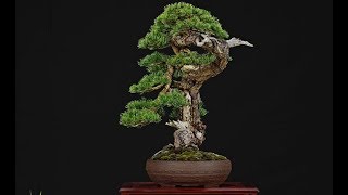 Pinus sylvestris Bonsai by Francesco Santini [upl. by Yecats]