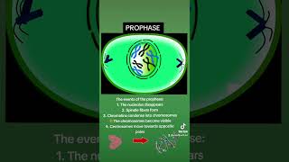 PROPHASE [upl. by Yelrahs]