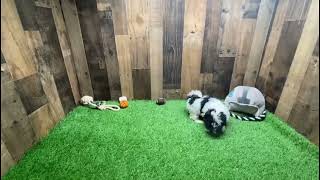 Cutest Toy Havanese Puppy Moments  Watch Now  PuppyHeavencom [upl. by Eryt]