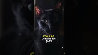 EL OÍDO DE LOS GATOS NEGROS [upl. by Inaniel]