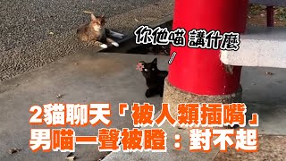 2萌貓聊天「被人類插嘴」 男喵一聲被瞪：對不起｜搞笑｜精選影片 [upl. by Enneibaf]