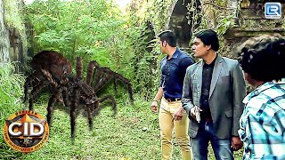 CID का सामना हुआ एक जंगली Giant Spider से  CID  सीआईडी  New Episode 825 [upl. by Maxentia]