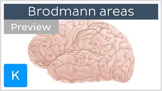 Brodmann areas of the cerebral cortex preview  Human neuroanatomy  Kenhub [upl. by Etnoid612]