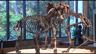 Behind the Scenes at LAs TAR PITS w Trevor Valle BTS TarPits labrea bones museum fossils [upl. by Araccot]