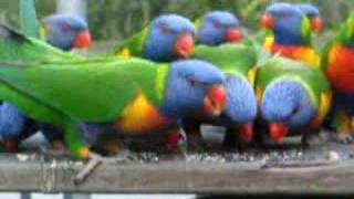 Rainbow Lorikeets  Feeding [upl. by Lusar]