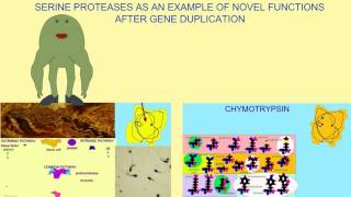 SPECIATION 2 MUTATION GENE DUPLICATION SERINE PROTEASES [upl. by Tannen]