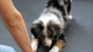 Amazing AllStar Mini Aussie Puppies Show Off Their Tricks wwwallstarminiaussiescom [upl. by Infeld]