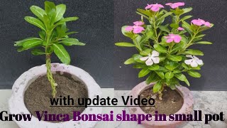 Grow Vinca plant Bonsai Shape in small pot  Vinca plant  Sadabahar plant [upl. by Lanie]