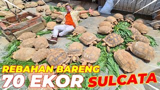 INI SIH GLA  KASIH MAKAN 70 EKOR SULCATA RAKSASA SEKALIGUS [upl. by Idurt]