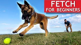 Train ANY Dog How To Play Fetch PERFECTLY [upl. by Schulein443]