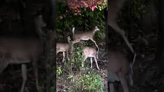 Look at those WHITETAILS deer nature whitetail whitetaildeer wildlife animals [upl. by Ailefo]