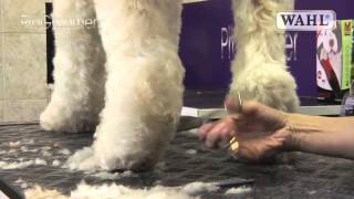 Grooming Guide  Labradoodle  Pro Groomer [upl. by Mandeville]