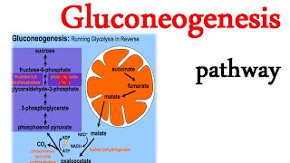 Gluconeogenesis pathway [upl. by Nakre348]