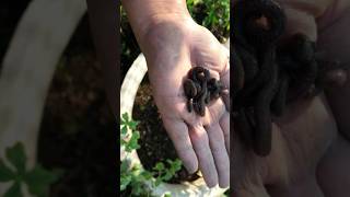 Earthworms in Your Pots Boost Plant Growth with Nature’s Best Soil Builders organicgarden organic [upl. by Ninette]