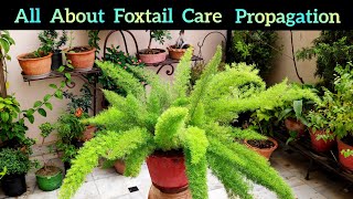 All About Foxtail Care Fertilizer Propagation Foxtail Fern प्लांट पूरी जानकारी [upl. by Keefer]