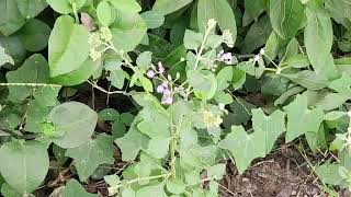 Vernonia cinerea  ash coloured fleaBane   सह देवी [upl. by Trutko]