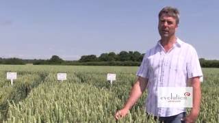 Evolution Winter Wheat  1 Minute Variety Video [upl. by Mikiso]