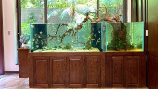 Keeping A Super Clean Angelfish Tank  Most Beautiful Angelfish Aquarium [upl. by Raycher898]