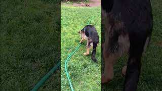 Olly Playing with Water from the Hose [upl. by Hartman]