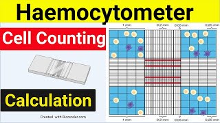 Haemocytometer Cell Counting  Cell Counting Calculation  Cell counting Trypan Blue [upl. by Nosiddam53]