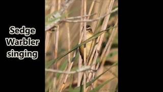 Sedge Warbler song [upl. by Schechter]