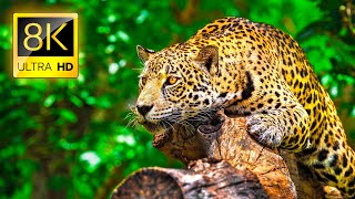 Ultimate Wild Animals Collection in 8K ULTRA HD  8K TV [upl. by Herby]