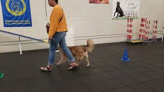 Basic obedience class heel and place training [upl. by Nysilla]