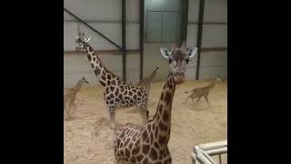 Baby Giraffes Running and Playing [upl. by Lhamaj]