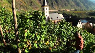 Mosel Tourismus Weinlese im Ferienland Cochem im September amp Oktober [upl. by Picardi]