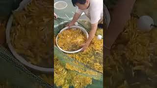 Yellow croaker fry salvaging process from breeding ponds [upl. by Ahsinyt]