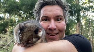 Manninghams Backyard Biodiversity Ringtail possum [upl. by Hsu]