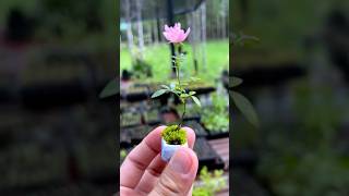 Mini rose 🌹 bonsai bonsai india craft ideas usa trending shortvideo share mini rose [upl. by Raychel]