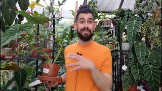 Philodendron plowmanii care and tips [upl. by Alf]