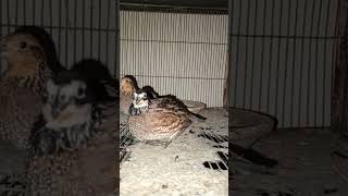 American bobwhite quails [upl. by Monsour]