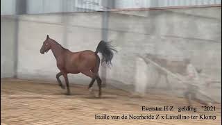 Everstar HZ Etoile van de Neerheide Z x Lavallino Ter Klomp gelding °2021 Belgian Horse Trading [upl. by Goldfinch746]