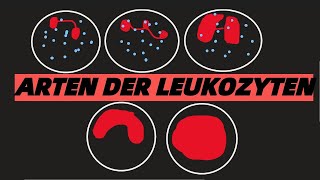 LEUKOZYTEN WEIßE BLUTKÖRPERCHEN ARTEN TYPEN FUNKTONEN [upl. by Bokaj]