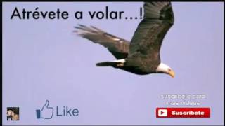 atrevete a volar como las aguilas isaias 4031 [upl. by Euginom]