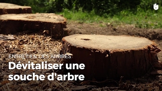 Dévitaliser une souche darbre  Entretenir vos arbres [upl. by Zerk]