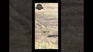 Idaho Whitetail hunt hunting shoot shorts whitetails countryshortvideos [upl. by Gilus]