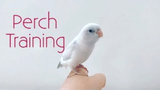 Baby White Parrotlet  Perch Training [upl. by Brannon]