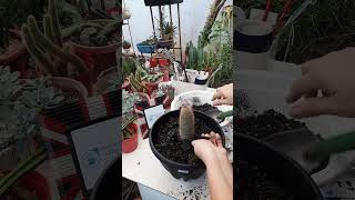 Succulent plant succulents plants cactus propagation homegarden tips care [upl. by Nidia322]