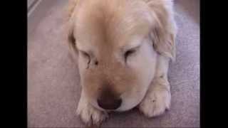 Dogs face swollen after being bitten by a Rattlesnake the day before [upl. by Ayarahs867]