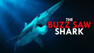 Helicoprion The Buzz Saw Shark [upl. by Neirod]