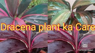 Dracena plant का care [upl. by Ahsyat]